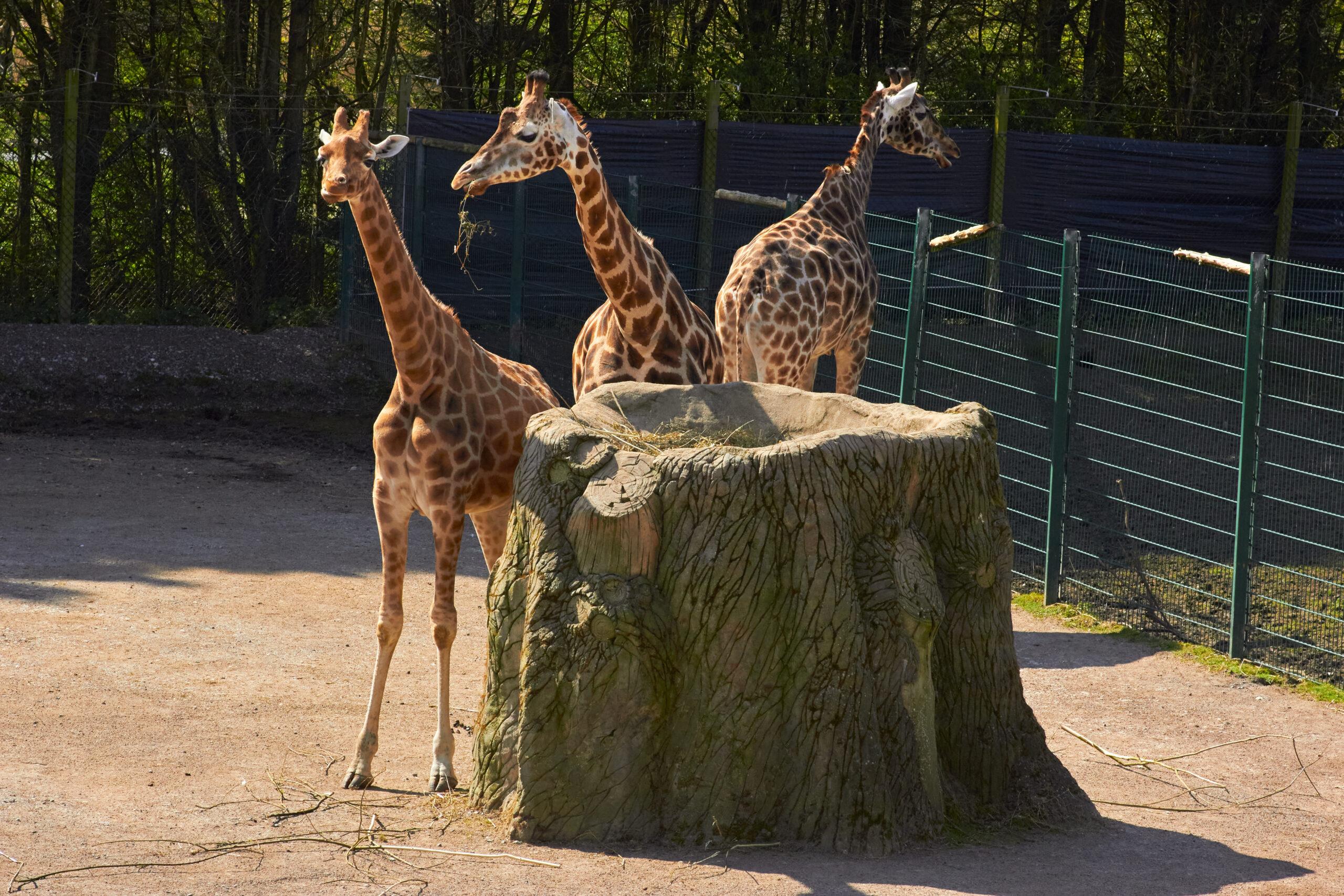 Blackpool Zoo